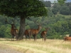 Red Deer