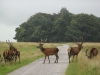 Red Deer