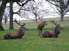 Red Deer Stags relaxing