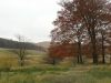 Autumn Colours