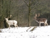 Fallow Deer Stags