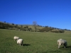 Tegg's Nose Country Park