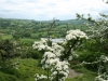 Hawthorn in flower