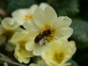 Bee and Primroses