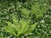Wild Garlic and Ferns