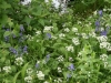 Garlic and Bluebells