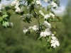 Hawthorn Blossom