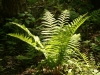 Fern