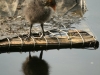 Coot