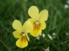Wild Pansy