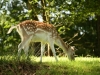 Fallow Deer