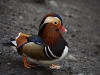 Male Mandarin Duck