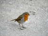 Robin on snow