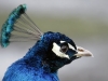 Peacock at the Roman Lakes
