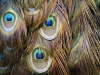 Peacock tail feathers