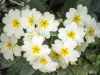 Primroses