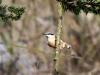 Nuthatch, Etherow