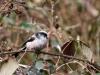 Long-Tailed Tit
