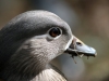 Female Mandarin Duck