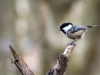 Coal Tit