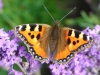 Tortoiseshell