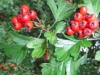 Hawthorn Berries
