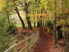 The Woods in Autumn