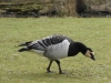 Barnacle Goose