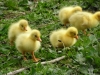 Goslings