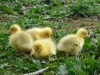 Goslings