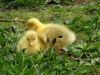 Goslings