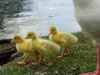 Goslings