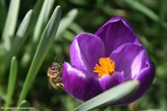 Spring
