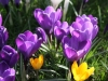 Crocuses