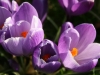 Crocuses