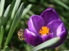 Bee on crocus