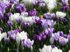 Crocuses