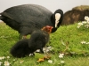 Coots