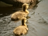 Canada Geese