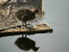 Coot Chick