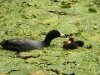 Coots