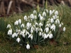 Snowdrops