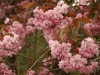 Cherry blossom