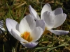 Crocuses