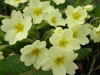 Primroses