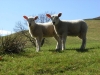 Lambs, Edale