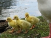 Goslings, Roman Lakes