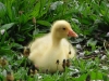 Gosling, Roman Lakes