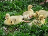 Goslings, Roman Lakes