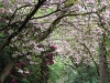 Spring at Etherow